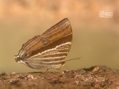 Amathusia phidippus phidippus