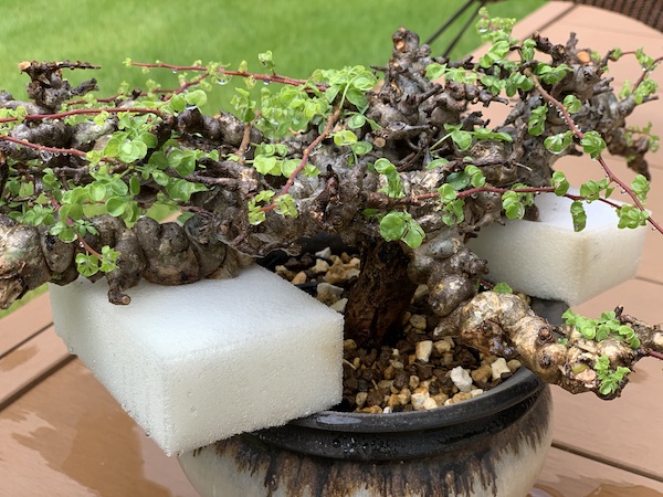 発根済】コミフォラ エイル 灌木 塊根 発根済特選株】コミフォラ