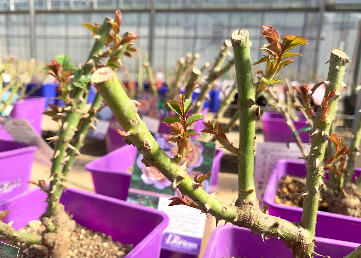 大苗 | THE ROSE SHOP｜バラ専門店 ザローズショップ 本店 - バラ苗の通販