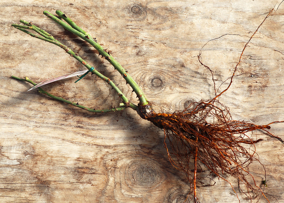 バラ苗 【パープルタイガー】 (大苗) フロリバンダ 四季咲き 中輪 複色