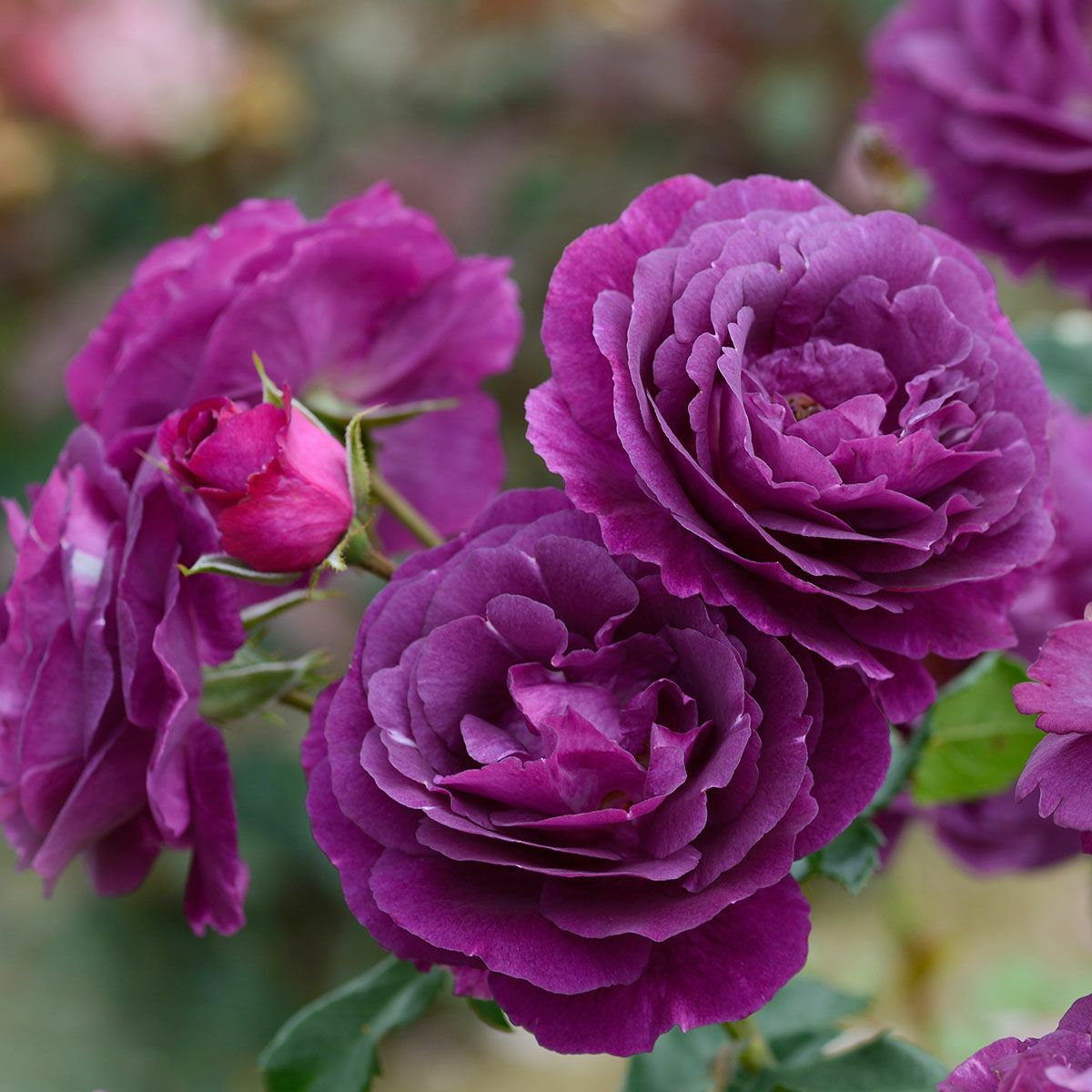 予約苗 バラ苗 【ミステリューズ】 (新苗) シュラブ 半つる性 返り咲き