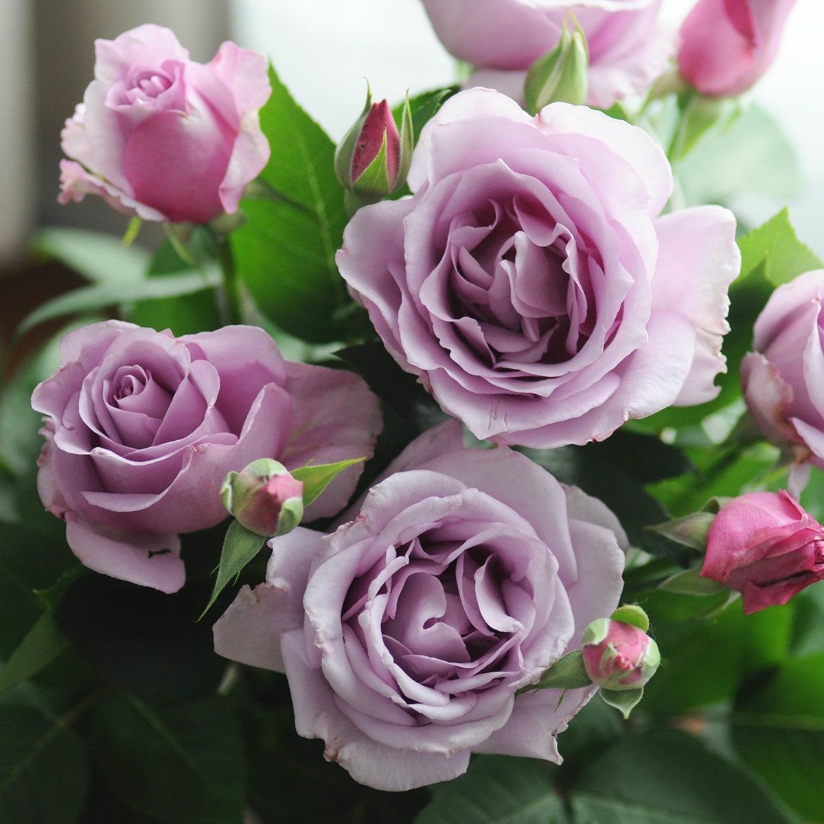 バラ苗 【夜来香 (イエライシャン)】 (大苗) フロリバンダ 四季咲き 中