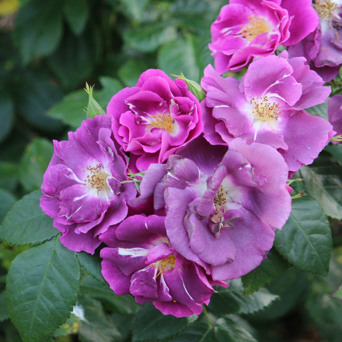 ワーナーズ・ローゼス Warner's Roses (イギリス) | THE ROSE SHOP