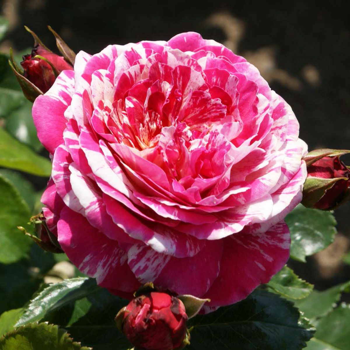 バラ苗 【トイトイトイ！】 (大苗) フロリバンダ 四季咲き 中輪 複色系