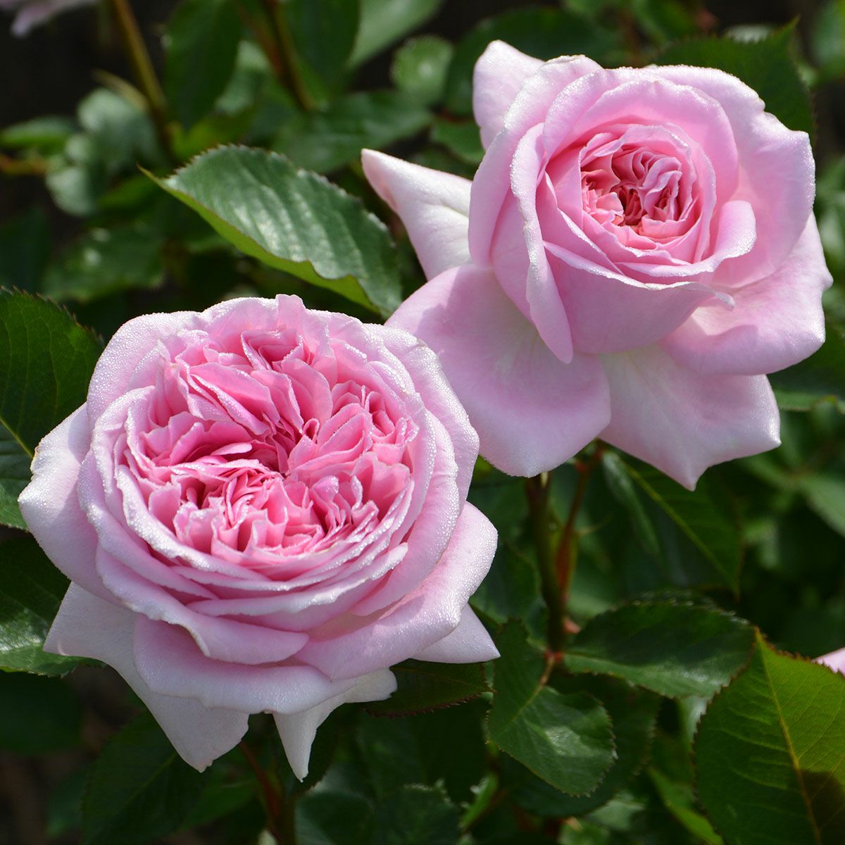 バラ苗 【メアリーレノックス】 (大苗) ハイブリッドティー 四季咲き