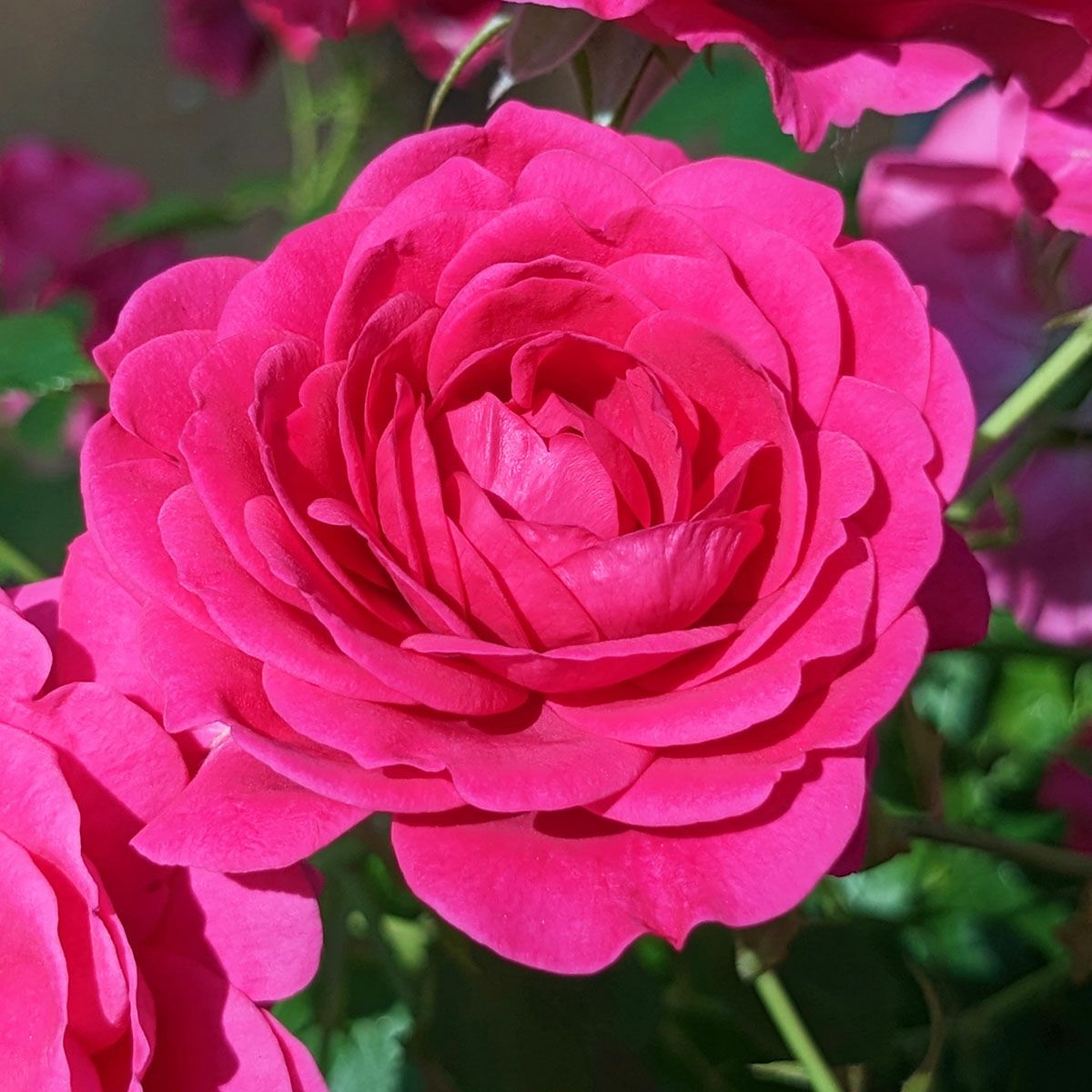 バラ苗 【紅かさね (べにかさね)】 (新苗) フロリバンダ 四季咲き 中輪