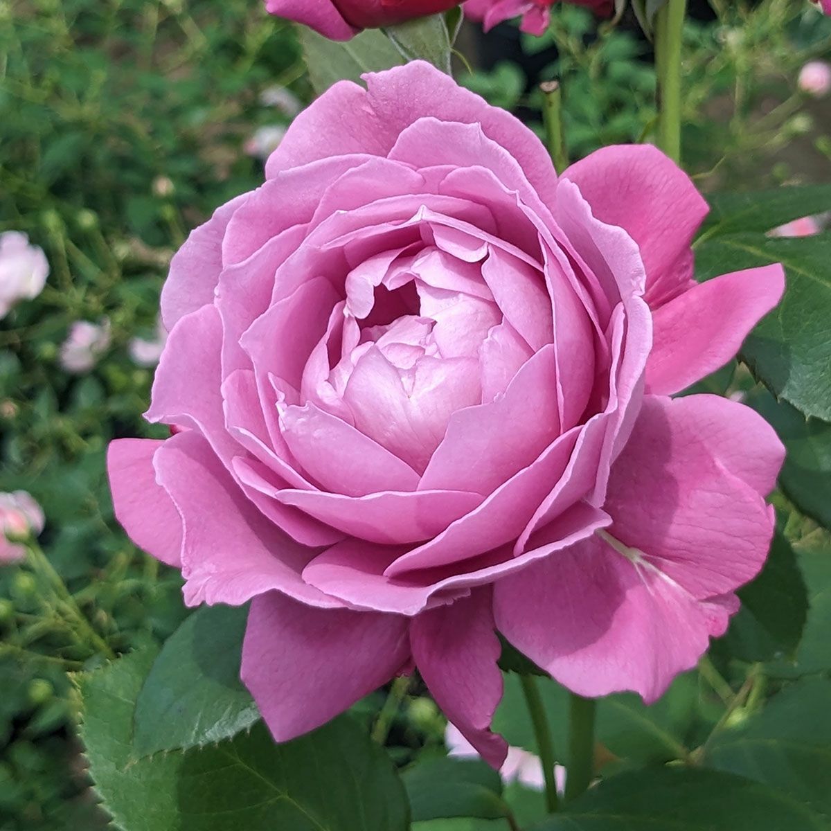 予約苗 バラ苗 【恋いづな (こいいづな)】 (大苗裸苗) フロリバンダ