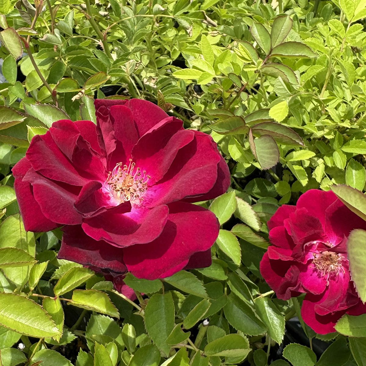 バラ苗 【ドクターヒューイ】 (アウトレット苗) つるバラ 一季咲き