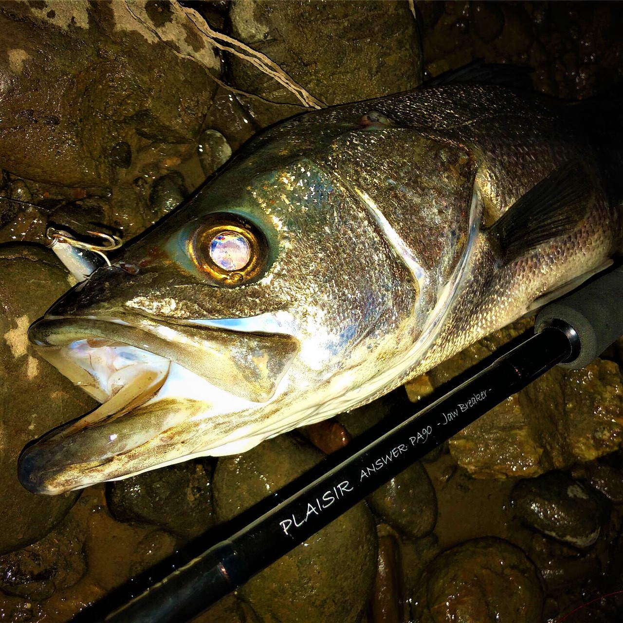 PLAISIR ANSWER - ZENAQ(ゼナック) | オフィシャルサイト