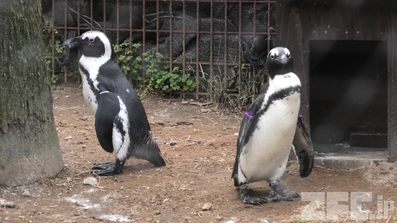 ケープペンギン (宮崎市フェニックス自然動物園) 2019年12月9日 | ZFC.jp