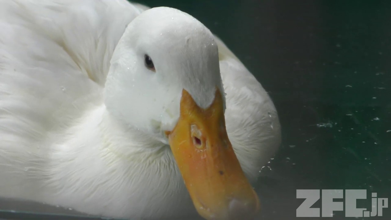 アヒル | 動物図鑑 | ZFC.jp
