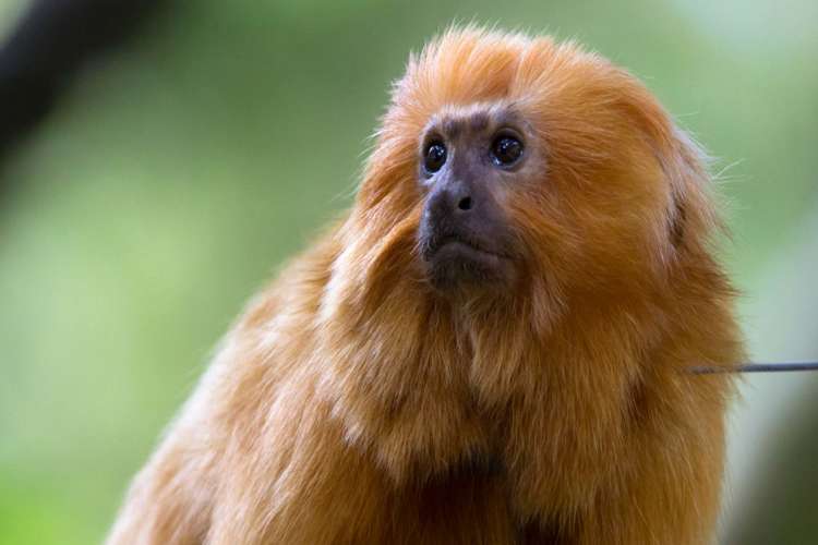 Golden Lion Tamarin - Zoo Atlanta