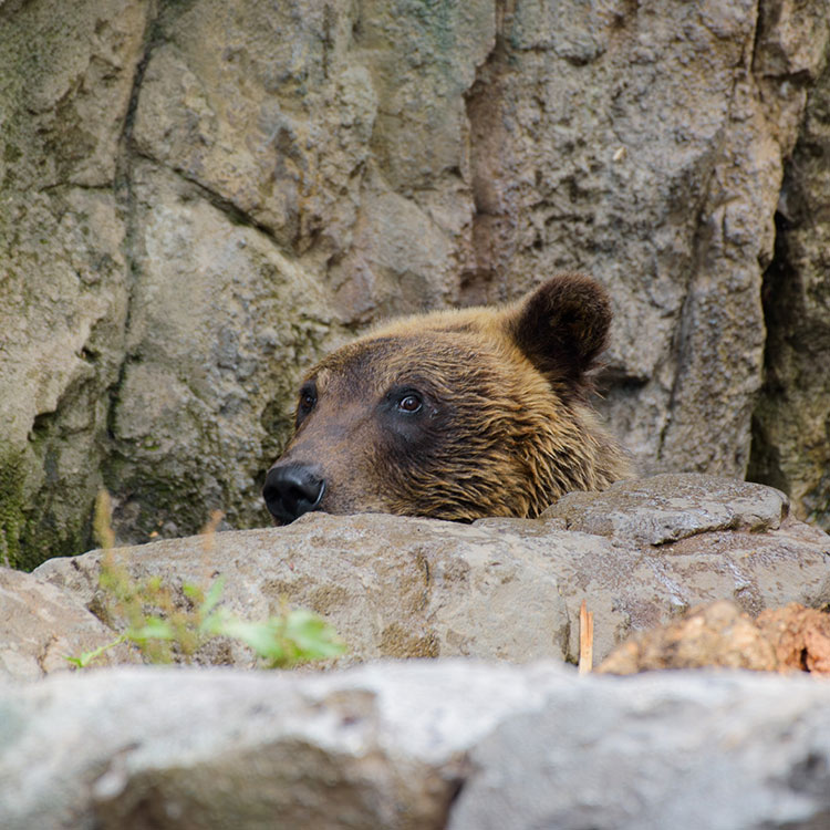 エゾヒグマのすなすけの様子を見に行ってみました！ – 旭山動物園くらぶ