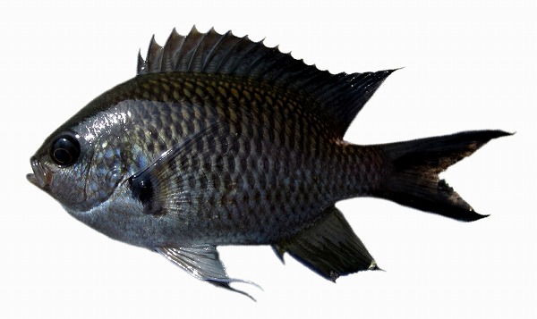 スズメダイ - WEB魚図鑑