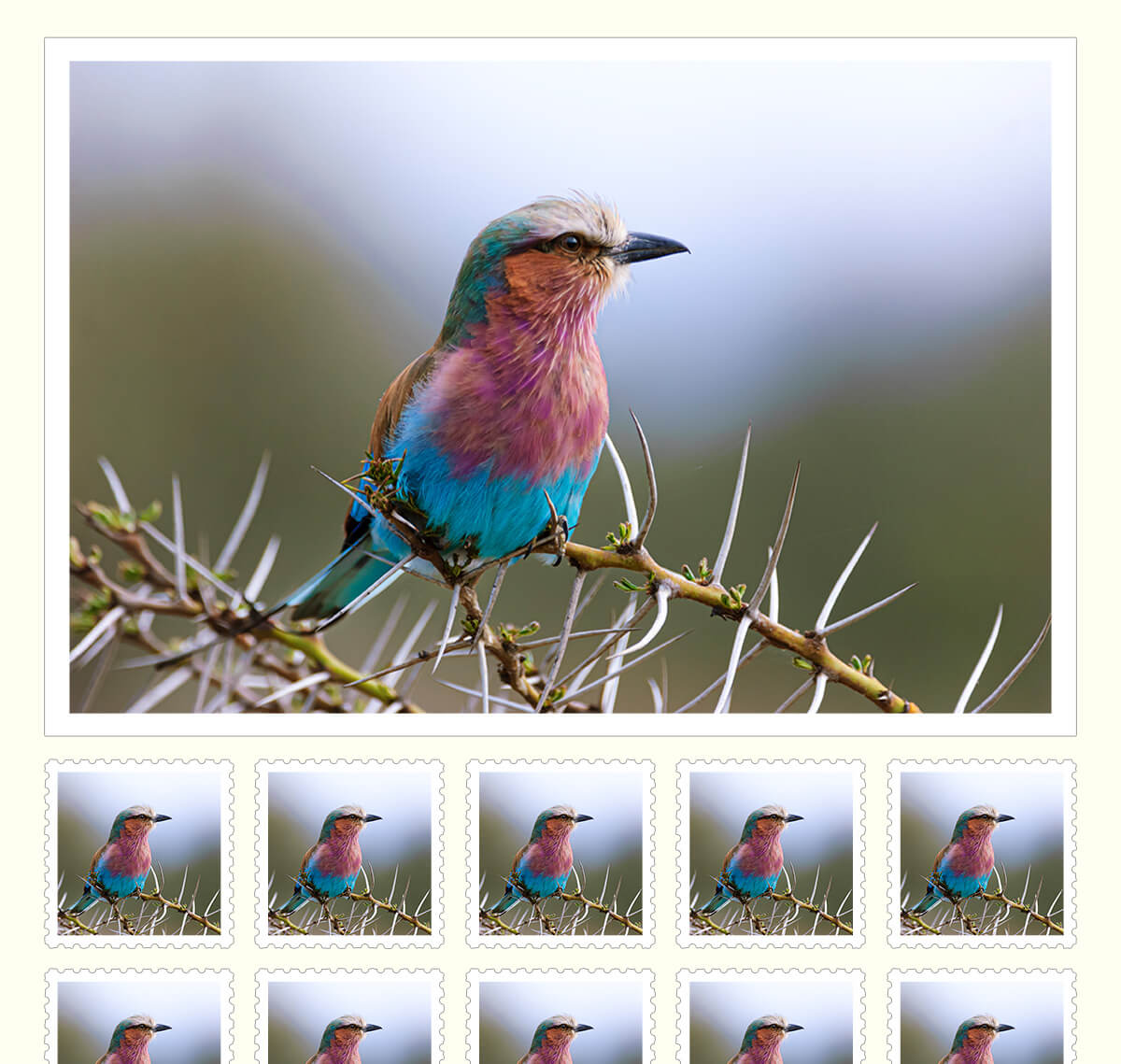 αcafe あつまれ！鳥好き 野鳥祭2025 結果発表