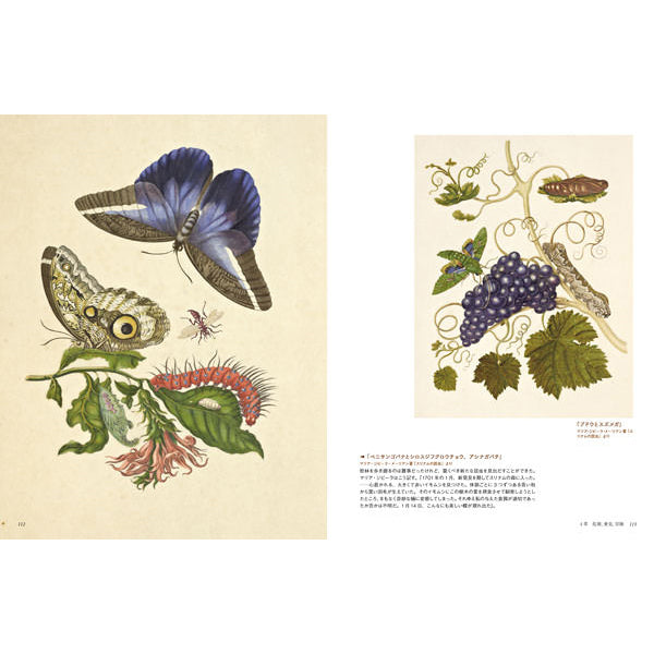 マリア・ジビーラ・メーリアン 蟲愛ずる女 – aandfonlinestore