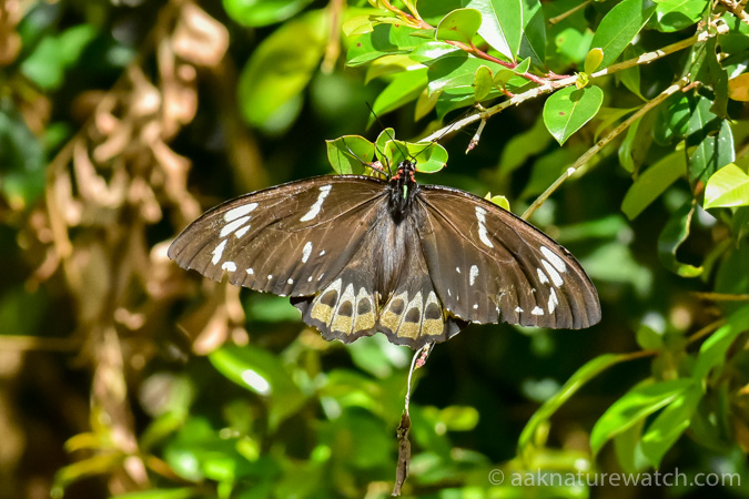 ミドリメガネトリバネアゲハのメス | 【公式】オーストラリア唯一の