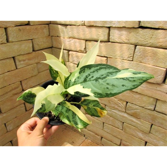 アグラオネマ・コンムタツム バリエガータ これ以上ない斑入 | 希少