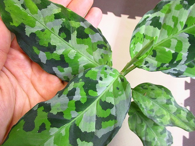 アグラオネマ アンダマン ポートブレア 北部地域産 タイプ2 | 希少