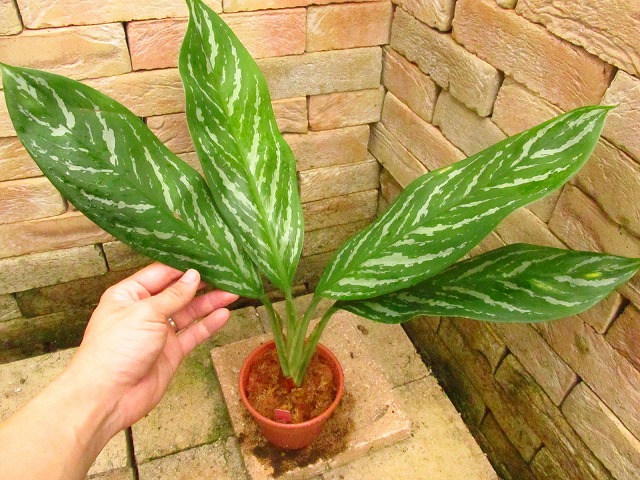 アグラオネマ 二ティドゥーム カーティシー 管理番号0011 アグラオネマ