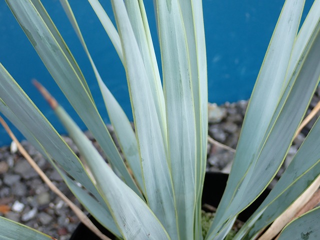 ユッカ ロストラータ 【24-224】美形 シルバーブルー 【公式通販】