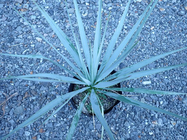 ユッカ ロストラータ シルバーブルー(Yucca rostrata seed selected