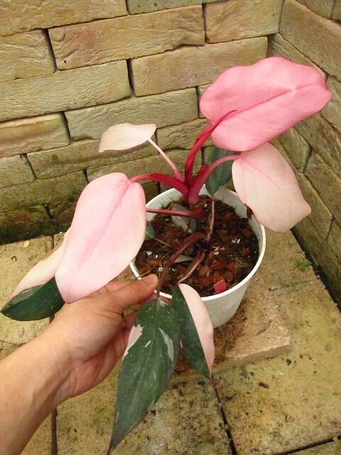 フィロデンドロン ピンクプリンセス サイケピンク(Philodendron