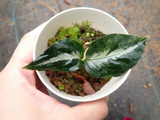 アグラオネマ ピクタム トリカラー バリエガータ アチェ産(Aglaonema