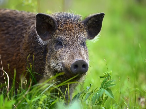 プロハンターが教えるイノシシ対策5選。敷地や畑に寄せ付けないための