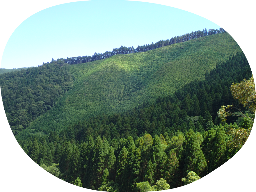 日本のひなた宮崎で林業始めませんか?｜マイナビ農業