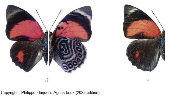 Agrias claudina claudina - AgriasButterflies.com