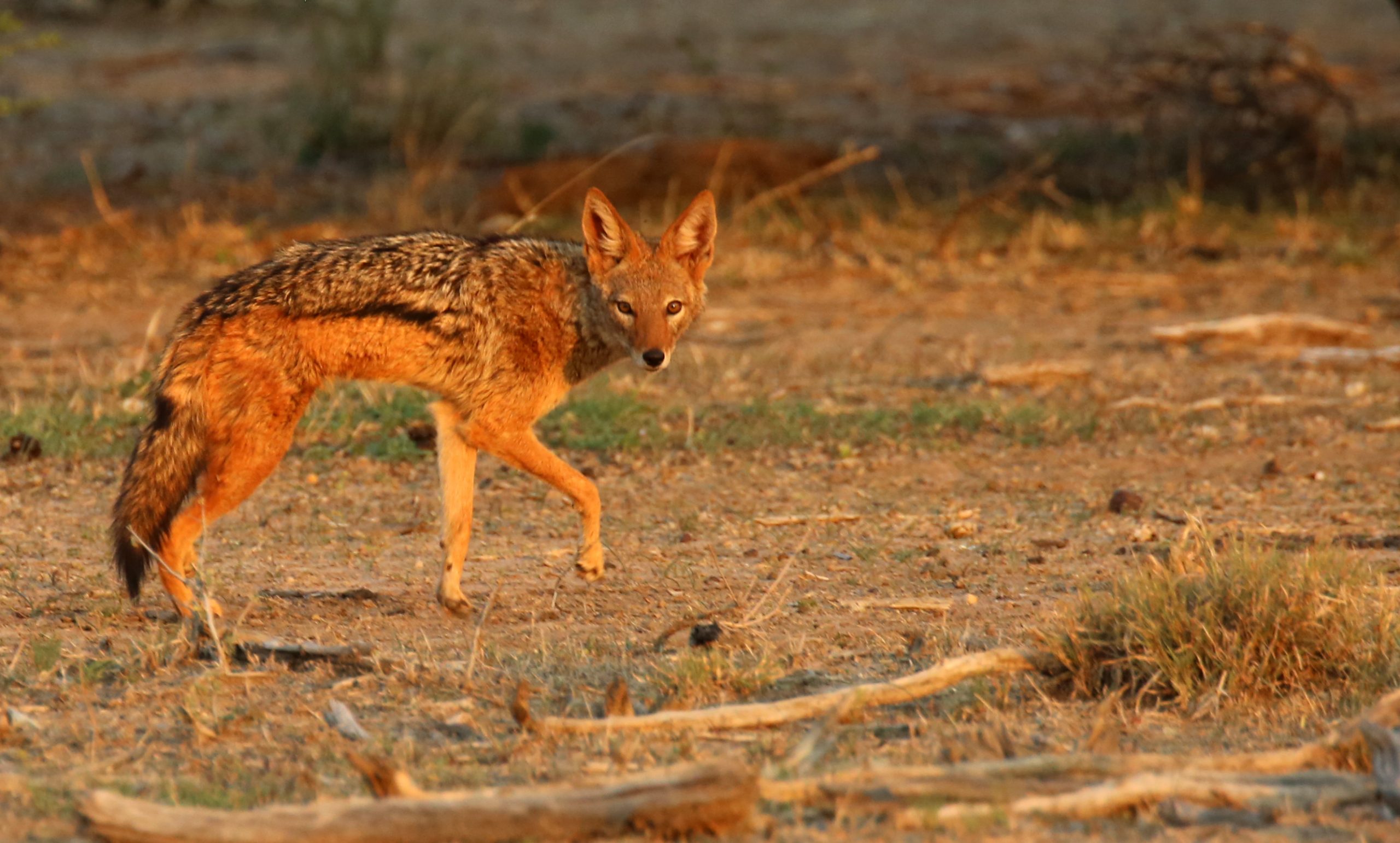 The Black-backed Jackal | Adumu Safaris