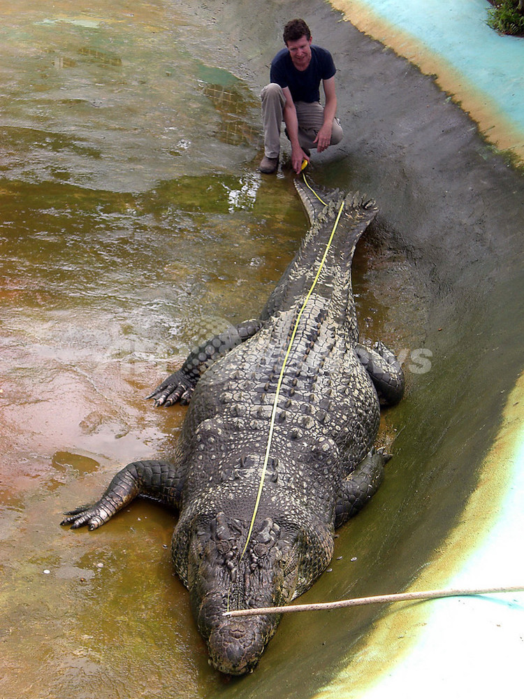 決死の身体測定で「世界最大」と判明、フィリピンの人食いワニ 写真3枚