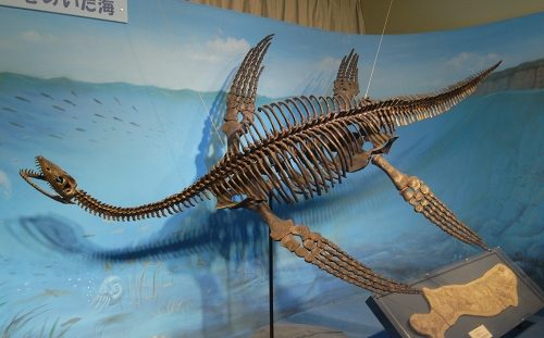 プレシオサウルスの椎骨の化石 プレシオサウルス 椎骨 化石 【公式通販】