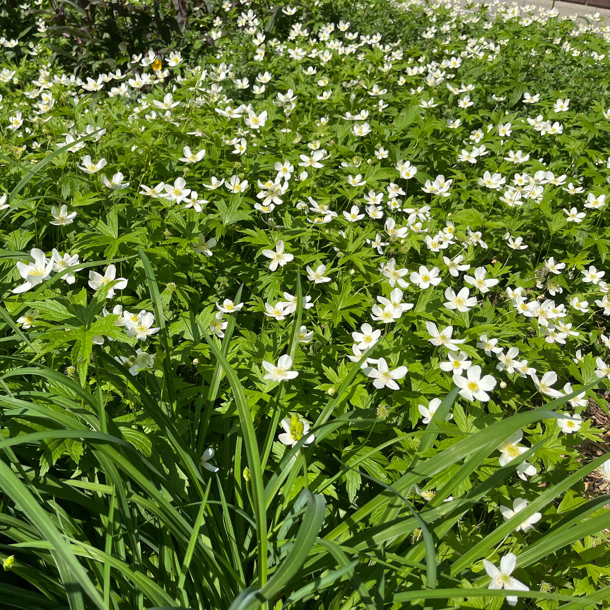 Canada Anemone Seeds - Anemonastrum canadense