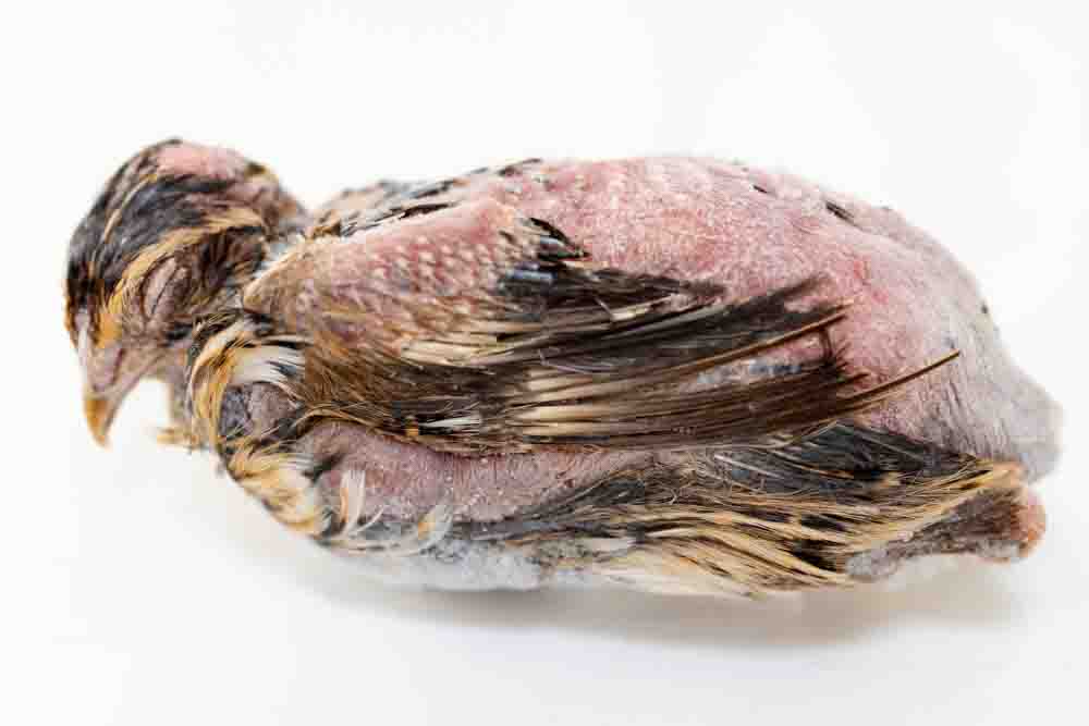 冷凍ウズラ販売｜未処理・安い通販】176円｜ヘビ・フクロウ・激安