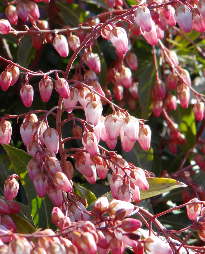 しなやかに。力強く。山採りアセビ。 しなやか。山採りアセビ。