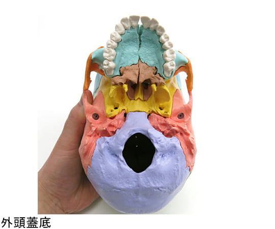 64-9714-46 頭蓋骨22分解キット マルチカラー仕様 （3B Smart Anatomy