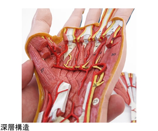 64-9715-31 手の構造 3分解モデル （3B Smart Anatomy） M18 【AXEL