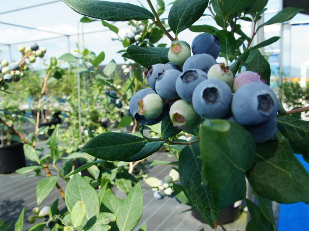 あいさいベリーLABO ブルーベリー狩り | 【公式】愛知県の観光サイト