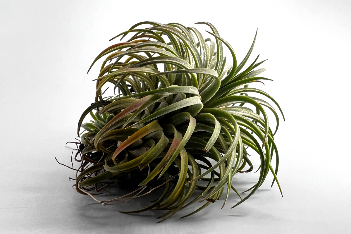 tillandsia-hedgehog-