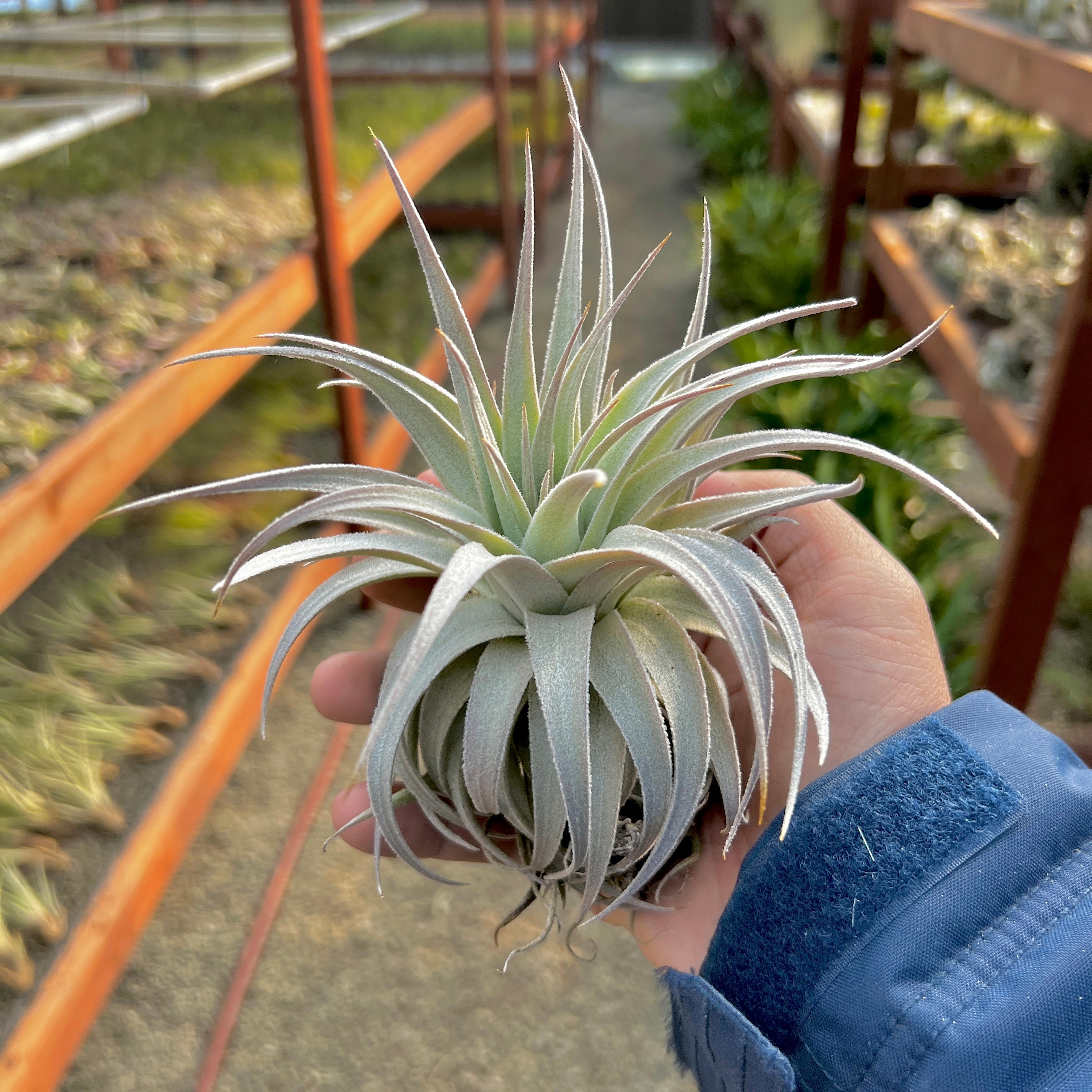Gardneri var Rupicola – Air Plant Hub