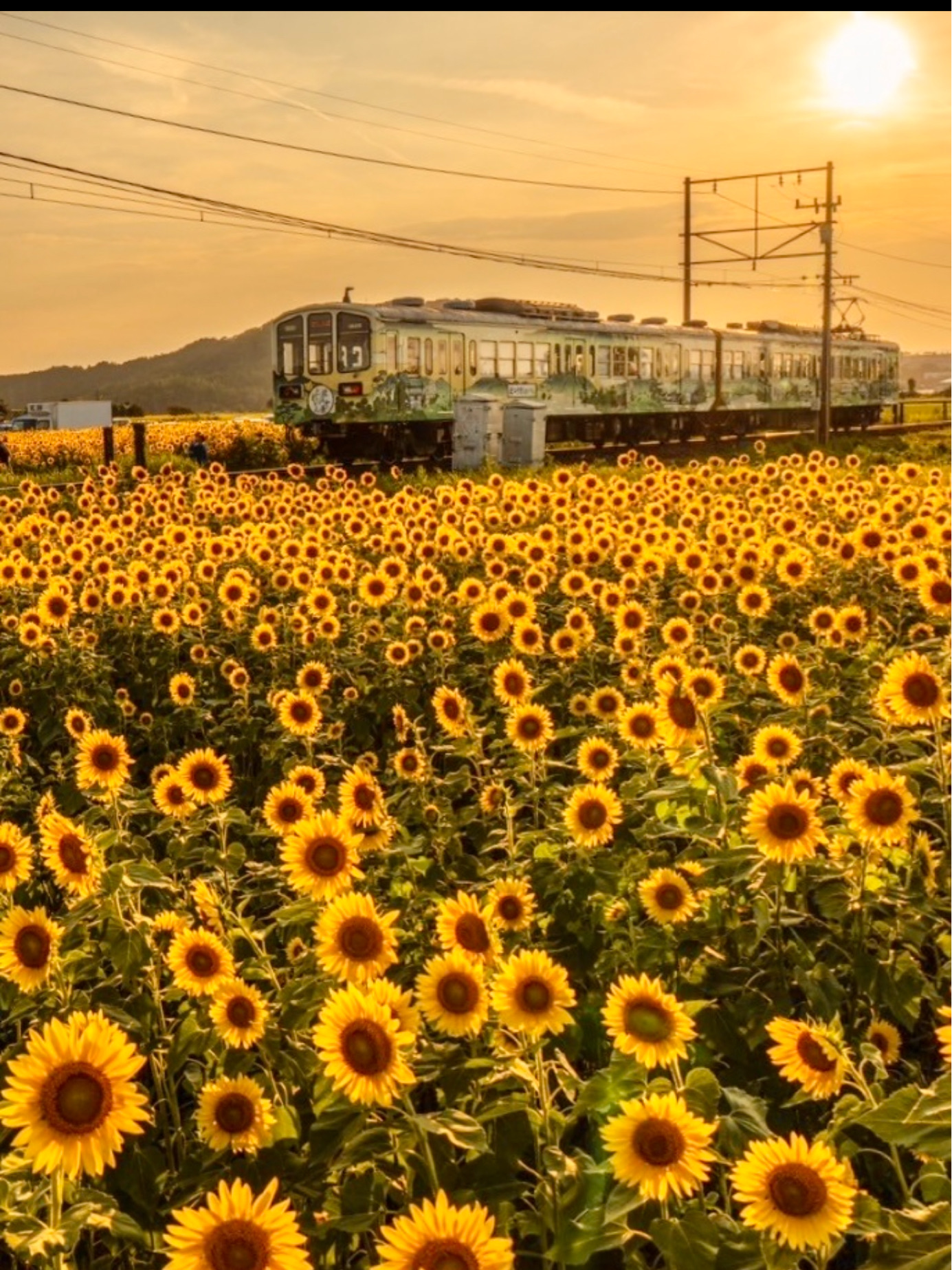 滋賀県〜ひまわり畑と近江電鉄日本の夏景色 | Trip.com 東近江