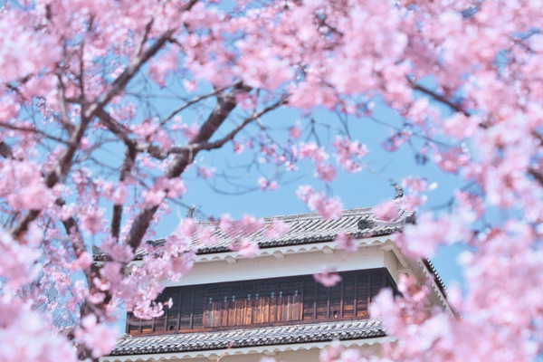 長野】行かなきゃ損‼️桜と城の絶景🏯濃いピンクの桜ココ🌸 | Trip.com