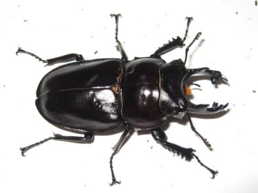 ヤエヤママルバネクワガタの飼育解説！（産卵～幼虫飼育～羽化まで