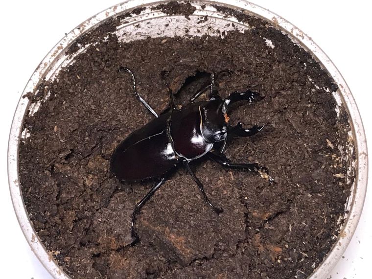 ヤエヤママルバネクワガタの大歯型は簡単！～3令幼虫からは「860cc