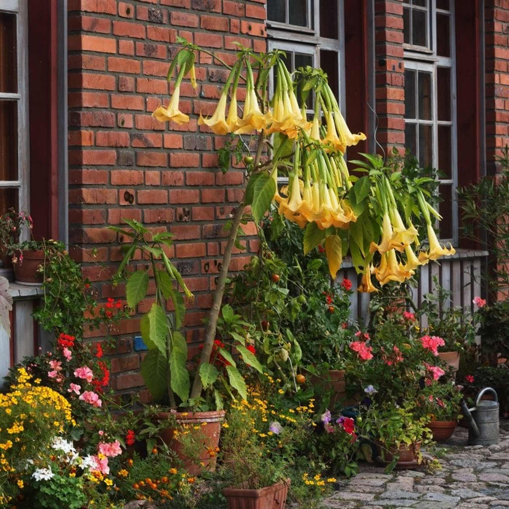 Angel's Trumpet | Brugmansia aurea – Almanac Planting Co