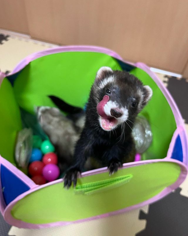 小動物用 おもちゃ MarshalPet マーシャルペット フェレットプレイ