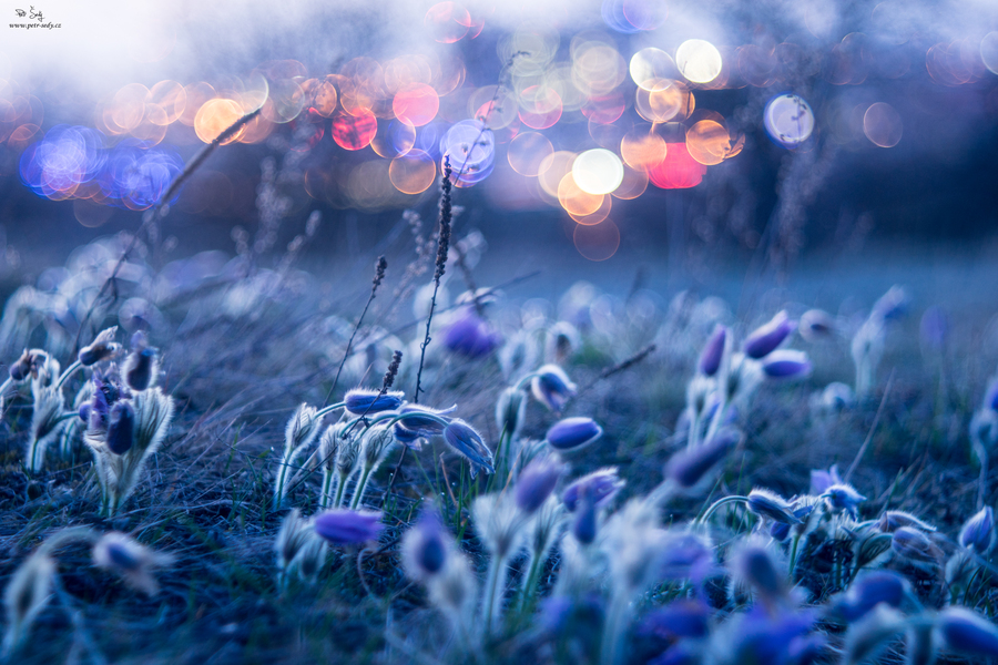 Bow. :: Lens: Pentacon AV 80 mm f/ 2.8 - test photo