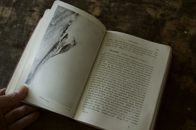 アンティークブック 古書 鳥類図鑑 イギリス 20160602【Antiques